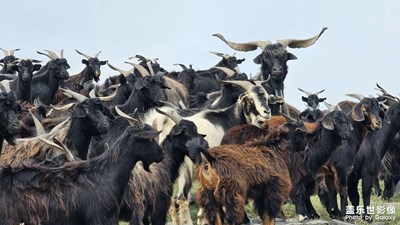 【拍出生命力】山羊