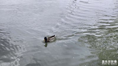 【拍出生命力】鴨