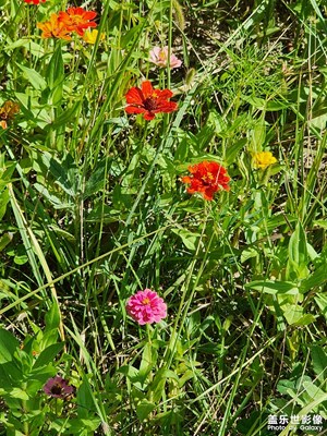 拍出生命力 花花草草