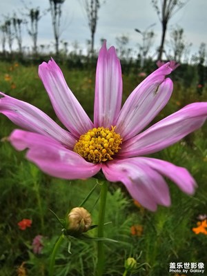 【拍出生命力】蓬勃向上