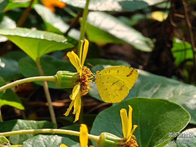 【如青春一般的盛夏】捕捉自然