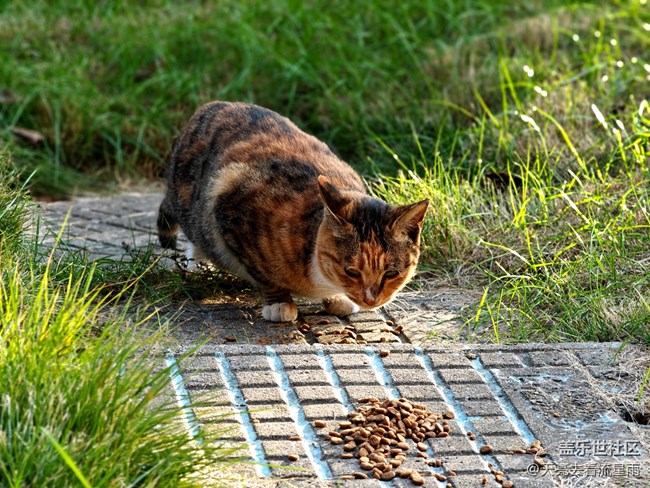 【如青春一般的盛夏】捕捉自然