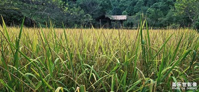 【拍出生命力】綠色的力量