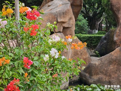 【拍出生命力】公園隨拍