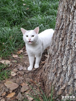 【拍出生命力】不怕人的小貓