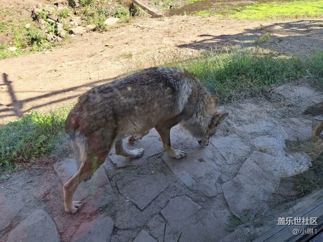 【夏日運動季】徒步動物園