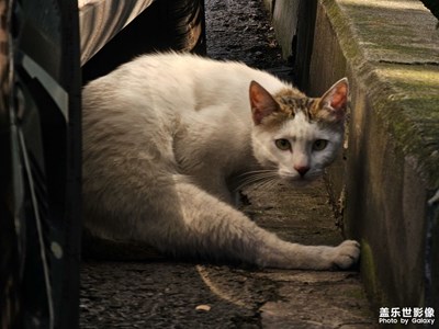 【拍出生命力】+動(dòng)物