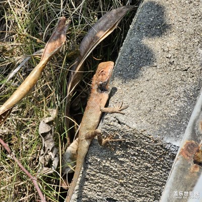 【拍出生命力】+蜥蜴