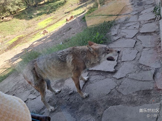 【夏日運動季】徒步動物園