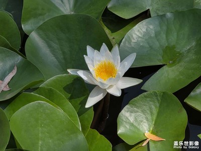 【拍出生命力】+蓮花開了