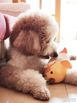 毛絨玩具，小男孩一樣喜歡。