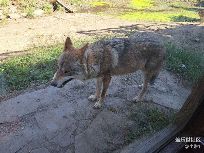【夏日運動季】徒步動物園