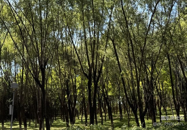 【如青春一般的盛夏】擁抱大自然