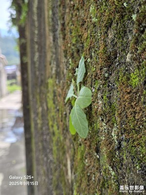 【拍出生命力】鄉(xiāng)間小路小草