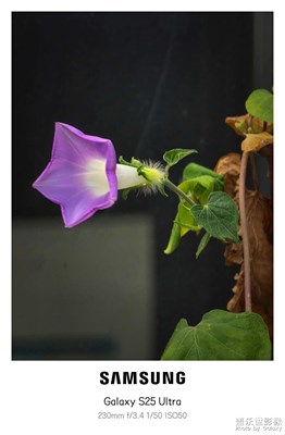 窗欞上的牽牛花