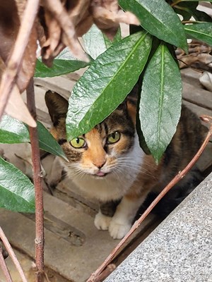 【拍出生命力】＋貓咪