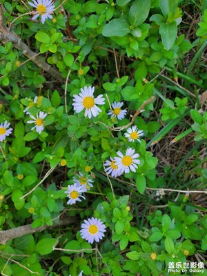 【拍出生命力】+ 公園一瞥