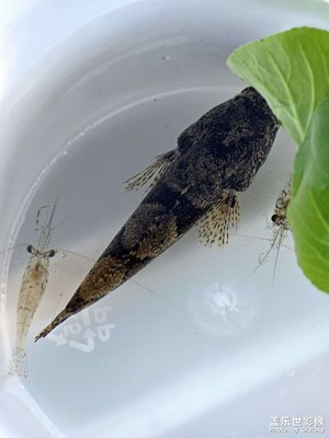 【拍出生命力】一條頑強(qiáng)的小魚