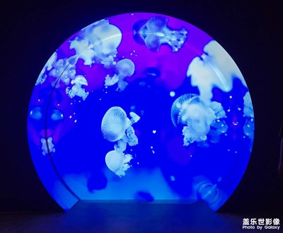 【拍出生命力】+海洋生物