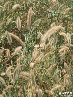 【拍出生命力】+秋日