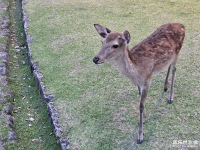 【拍出生命力】+可愛的生命