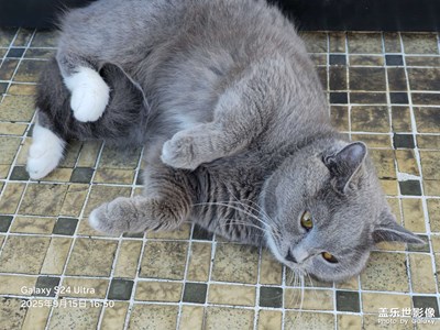 【拍出生命力】戶外遛貓