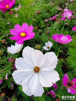 【拍出生命力】小草小花生命力