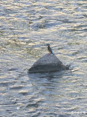 抓拍翠鳥被發(fā)現(xiàn)