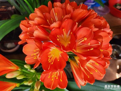 拍出生命力+花開