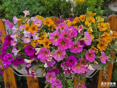 【拍出生命力】+花的海洋