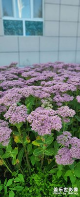 魅力大草原，最美海拉爾