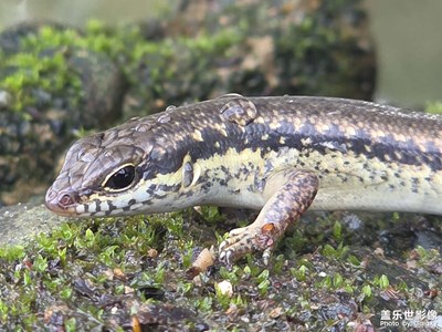 【拍出生命力】在乘涼的石龍子