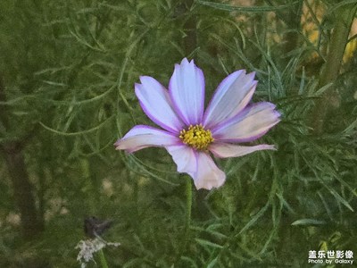 【拍出生命力】+生命的神奇