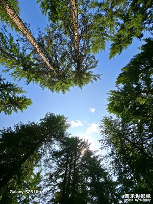 【光影里的尋找】+林間雜記