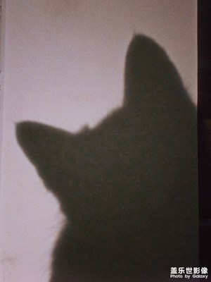【光影里的尋找】+看有個(gè)貓貓神