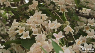 【光影里的尋找】花中