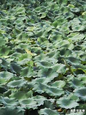 【光影里的尋找】滿池荷葉動(dòng)秋風(fēng)