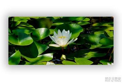 到底用那句話來形容睡蓮的美