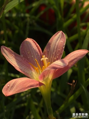 【光影里的尋找】光與露的協(xié)奏