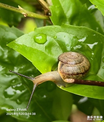 【光影里的尋找】雨后遇見(jiàn)小蝸牛??
