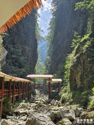 【光影里的尋找】樹影婆娑