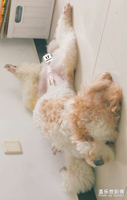 狗的深度睡眠狀態(tài)