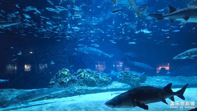【光影里的尋找】海底世界