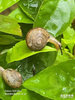 【光影里的尋找】近距離拍攝小蝸牛
