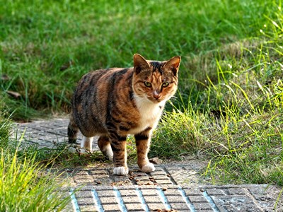 【光影里的尋找】秋日光景