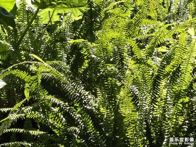 【光影里的尋找】庭院的植物