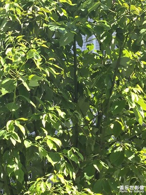 【光影里的尋找】+葉片中的光影