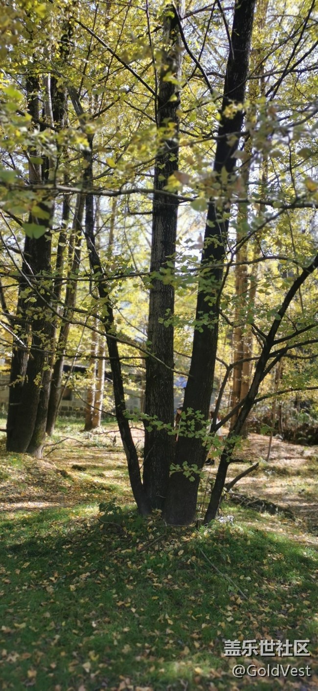 【初秋】初秋的金色時(shí)光