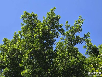 【光影里的尋找】+盛夏時光