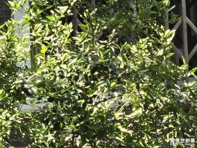 【光影里的尋找】+賦予生氣